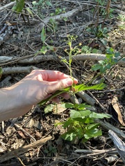Scutellaria lateriflora