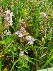 Microbotryum lychnidis-dioicae