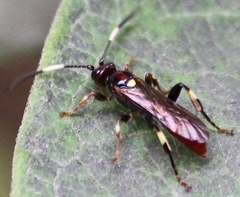 Cratichneumon