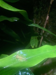 Chimerella mariaelenae