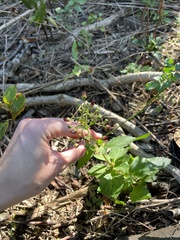 Scutellaria lateriflora