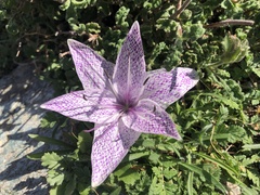 Colchicum variegatum