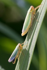 Cicadella