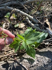 Scutellaria lateriflora