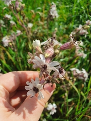 Microbotryum lychnidis-dioicae