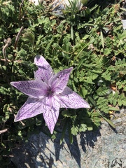 Colchicum variegatum