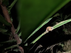 Pristimantis incomptus