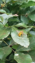 Milesia virginiensis