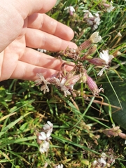 Microbotryum lychnidis-dioicae