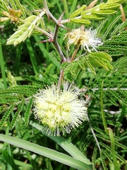 Mimosa aculeaticarpa