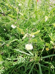 Mimosa aculeaticarpa