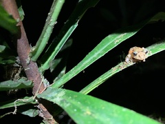 Pristimantis incomptus