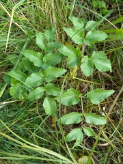 Ostericum palustre