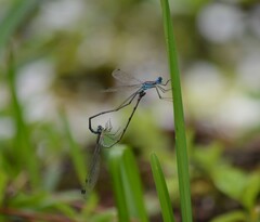 Lestes tenuatus