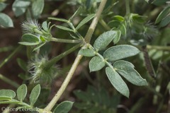 Kallstroemia parviflora