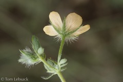 Kallstroemia parviflora