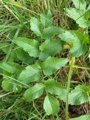 Ostericum palustre