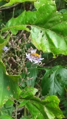 Milesia virginiensis