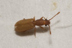 Silvanus bidentatus