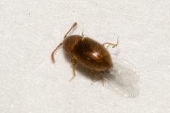 Atomaria