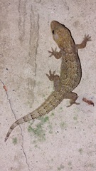 Hemidactylus palaichthus