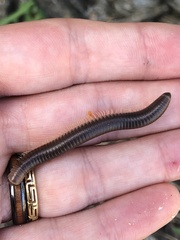 Pachyiulus flavipes