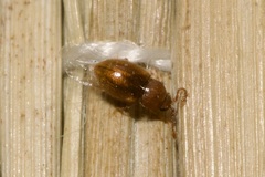 Atomaria