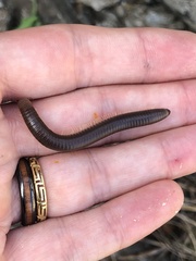 Pachyiulus flavipes