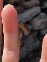 Pachyiulus flavipes