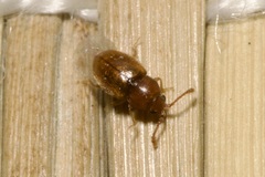 Atomaria