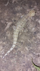 Hemidactylus palaichthus