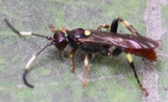 Cratichneumon