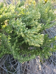 Brickellia laciniata