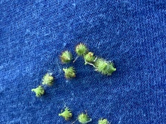 Cenchrus longispinus