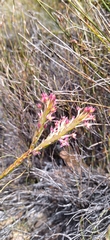 Struthiola ciliata