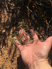 Pelargonium luteolum