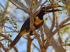 Pteroglossus castanotis