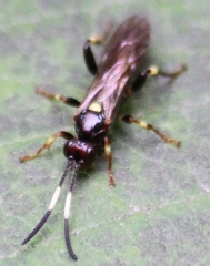 Cratichneumon