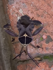 Petascelis remipes