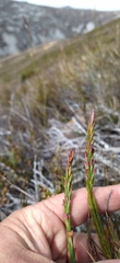 Struthiola ciliata