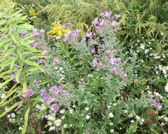 Symphyotrichum novae-angliae