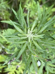 Artemisia verlotiorum