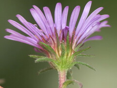 Symphyotrichum novae-angliae