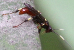 Cratichneumon
