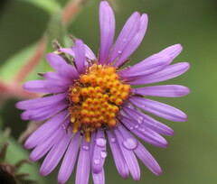 Symphyotrichum novae-angliae