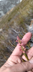 Struthiola ciliata