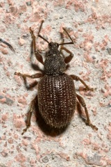 Otiorhynchus rugosostriatus