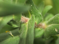 Symphyotrichum novae-angliae