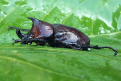 Xylotrupes