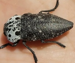 Capnodis tenebrionis